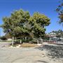 Rio de Los Angeles State Park (SP) - Taylor Yard - Inter Agency - LA City Parks & CA State Parks