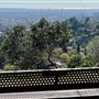 Griffith Park Redwoods - Cedar Grove