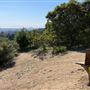 Griffith Park Redwoods - Cedar Grove