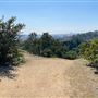 Griffith Park Redwoods - Cedar Grove