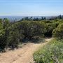 Griffith Park Redwoods - Cedar Grove