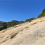Griffith Park Redwoods - Cedar Grove