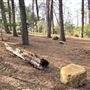 Griffith Park Redwoods - Cedar Grove