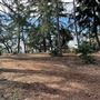 Griffith Park Redwoods - Cedar Grove
