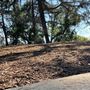 Griffith Park Redwoods - Cedar Grove