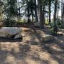 Griffith Park Redwoods - Cedar Grove