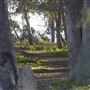 Griffith Park Redwoods - Cedar Grove