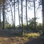 Griffith Park Redwoods - Cedar Grove
