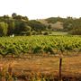 Mt. Vernon Winery