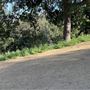Boy Scout Trail - Griffith Park