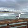 Pismo Beach Pier
