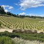 Halter Ranch