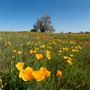 Prairie City State Vehicular Recreation Area (SVRA)