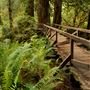 Prairie Creek Redwoods State Park (SP) within the Redwood National and State Parks