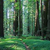 Humboldt Redwoods State Park (SP) / Grieg-French-Bell Grove