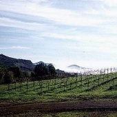 Carmenet Vineyards
