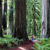 Prairie Creek Redwoods State Park (SP) within the Redwood National and State Parks