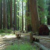 Richardson Grove State Park (SP)