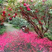 Mendocino Coast Botanical Gardens