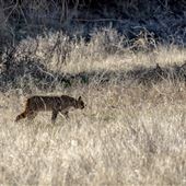 Wildwood Canyon Park Property