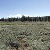 Holcomb Valley  - San Bernardino National Forest & Campground