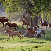 Montgomery Creek Ranch