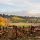 Santa Ynez