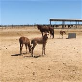 Horse And Burro Facility  B L M