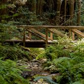 Kruse Rhododendron State Natural Reserve (SNR)