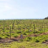 Overshine Wine Company (f.k.a. Armida Winery)