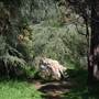 Griffith Park Redwoods - Cedar Grove