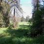 Griffith Park Redwoods - Cedar Grove