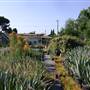 California Nursery Specialties - Cactus Ranch