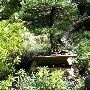 Earl Burns Miller Japanese Garden - California State University Long Beach - CSULB