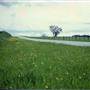 Peach Tree Road