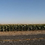 Tulare County Agricultural Field