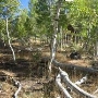 Aspens Near Highway 267 US Forest Service