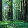 Humboldt Redwoods State Park (SP) / Grieg-French-Bell Grove