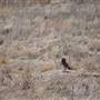 Tule Elk State Natural Reserve (SNR)