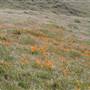 Antelope Valley California Poppy Reserve State Natural Reserve (SNR)