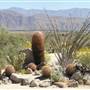 Anza-Borrego Desert State Park (SP)