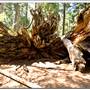 Calaveras Big Trees State Park (SP)