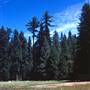 Calaveras Big Trees State Park (SP)
