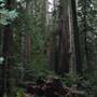 Humboldt Redwoods State Park (SP)