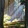 Jedediah Smith Redwoods State Park (SP) within the Redwood National and State Parks
