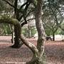 Petaluma Adobe State Historic Park (SHP)