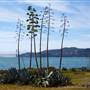 Angel Island State Park (SP)