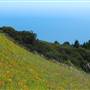 Mount Tamalpais State Park (SP)