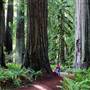 Prairie Creek Redwoods State Park (SP) within the Redwood National and State Parks