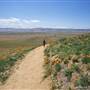 Antelope Valley California Poppy Reserve State Natural Reserve (SNR)